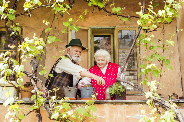 Old couple of seniors in the garden, sunny day.