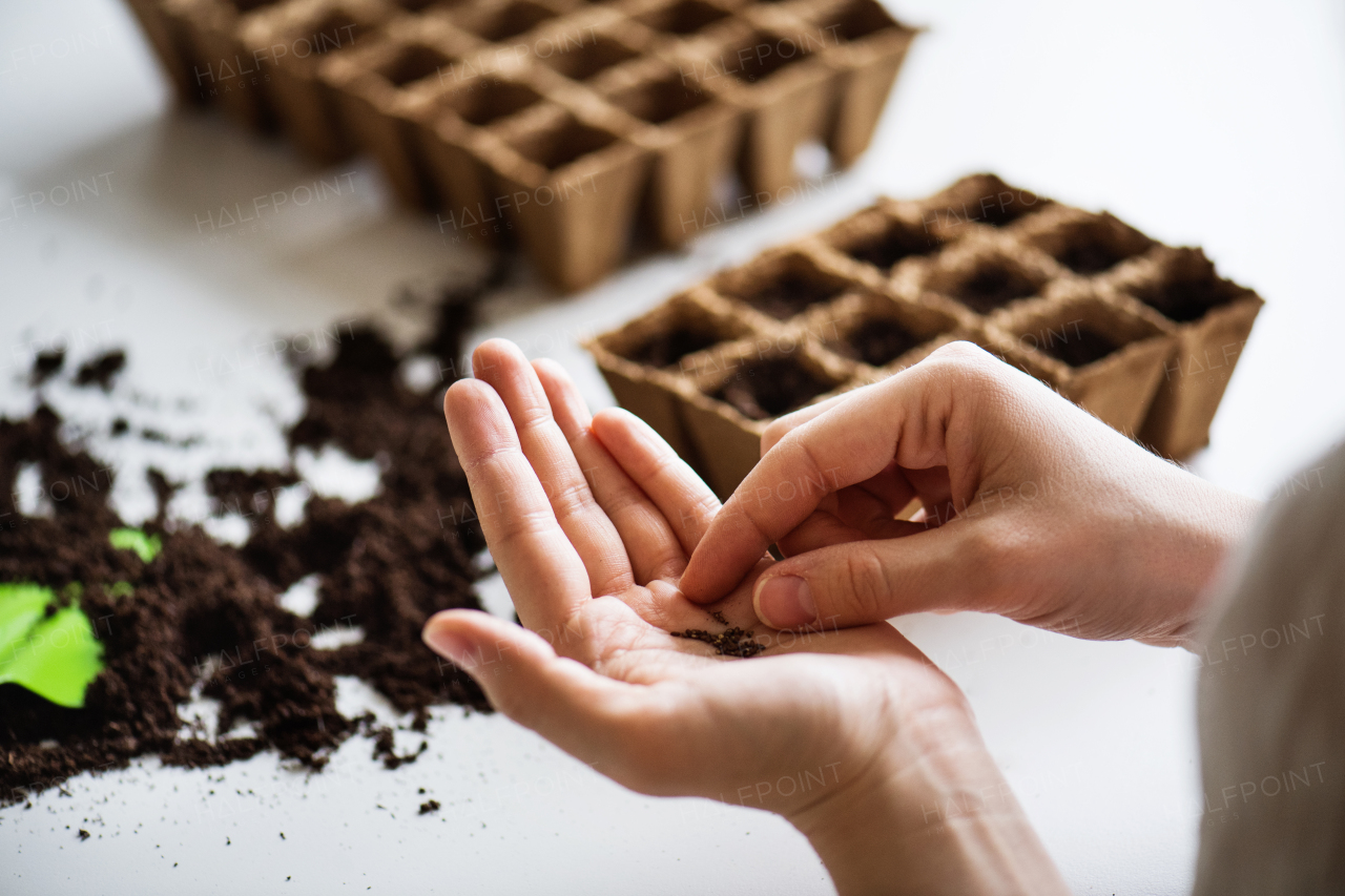 Unrecognizable young woman planting seeds at home.