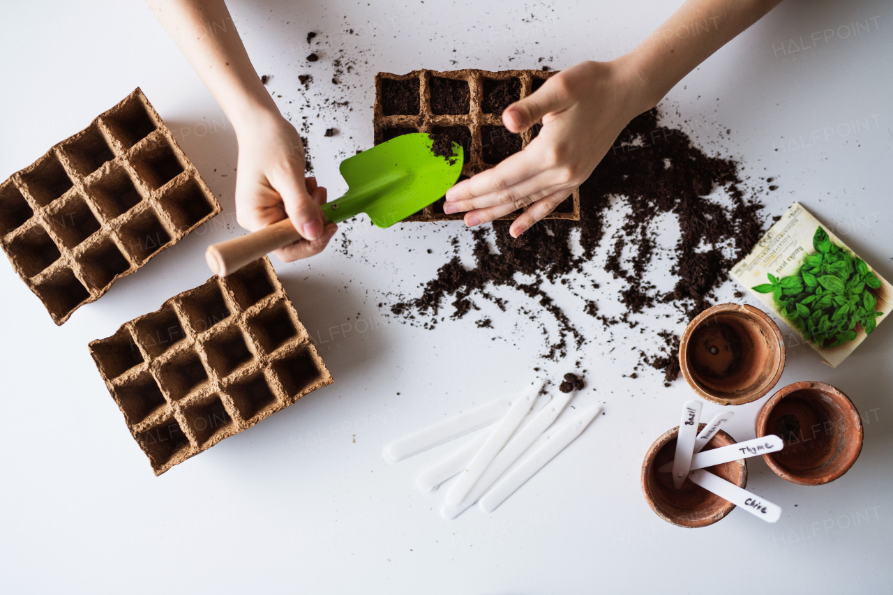 Unrecognizable young woman planting seeds at home. Top view.