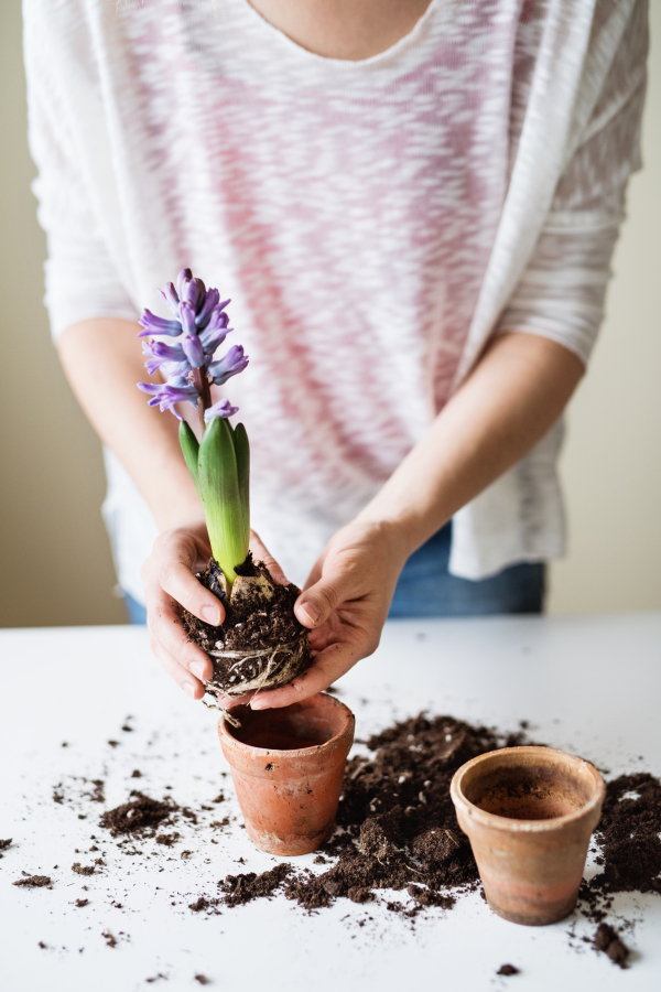 Unrecognizable young woman planting flower seedlings at home.