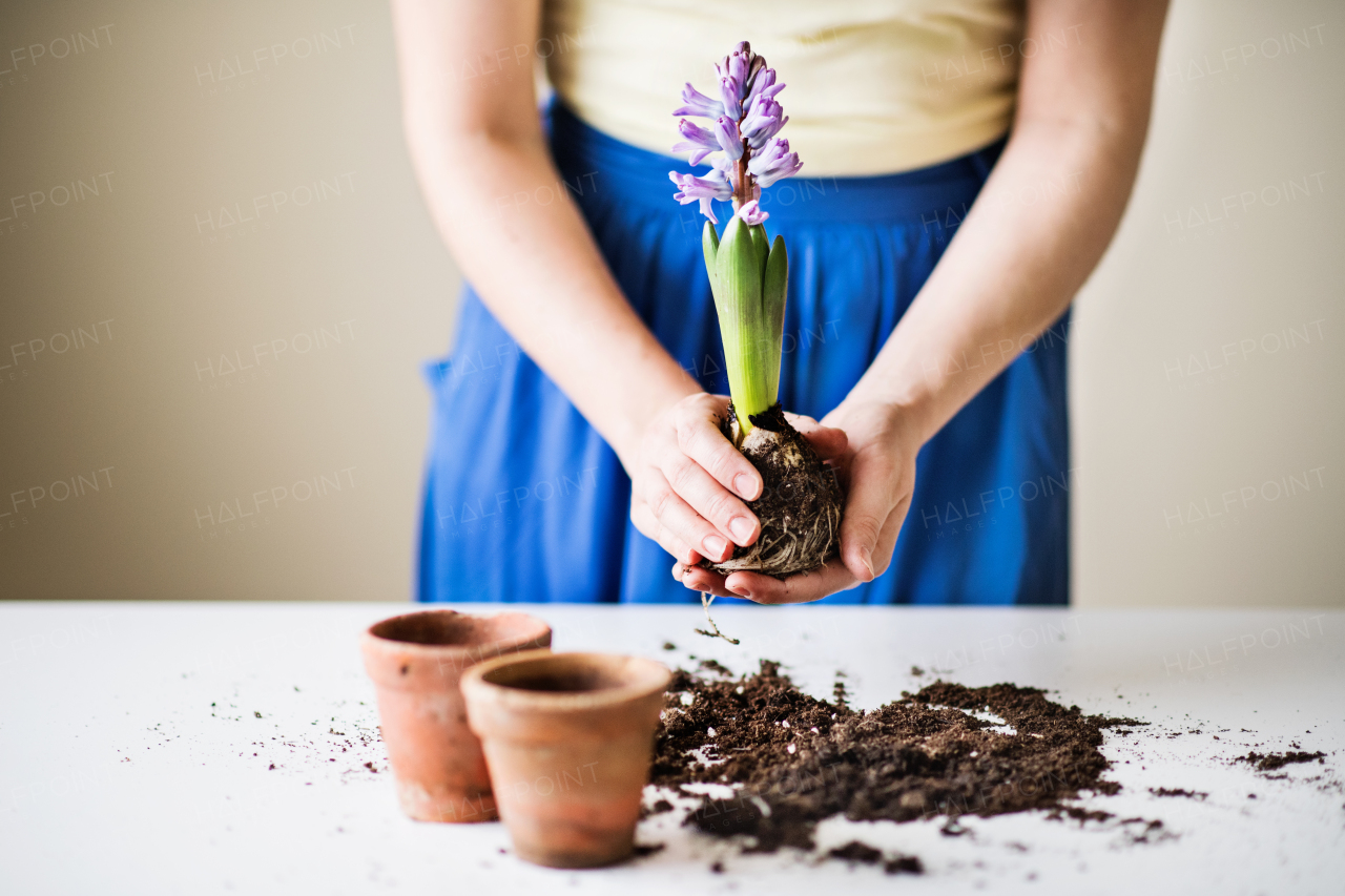 Unrecognizable young woman planting flower seedlings at home.