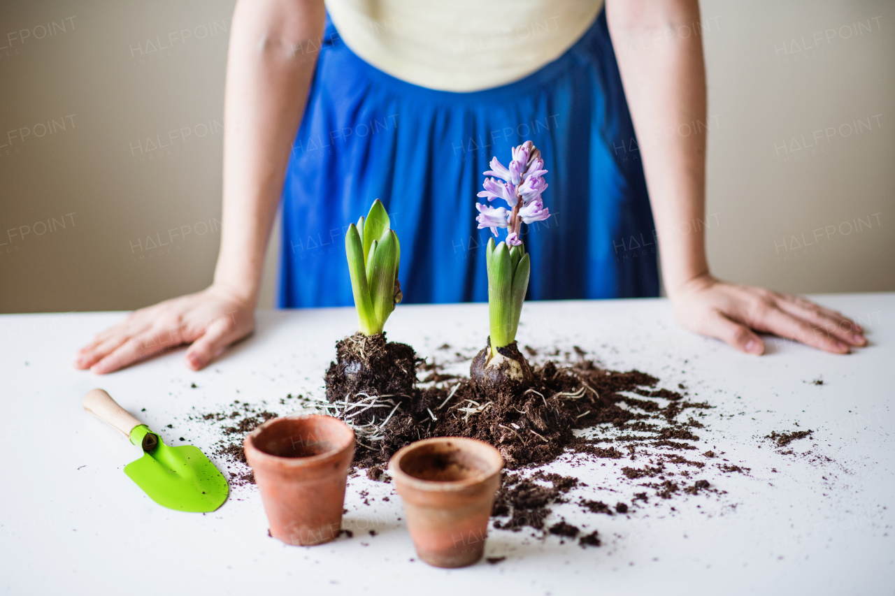 Unrecognizable young woman planting flower seedlings at home.