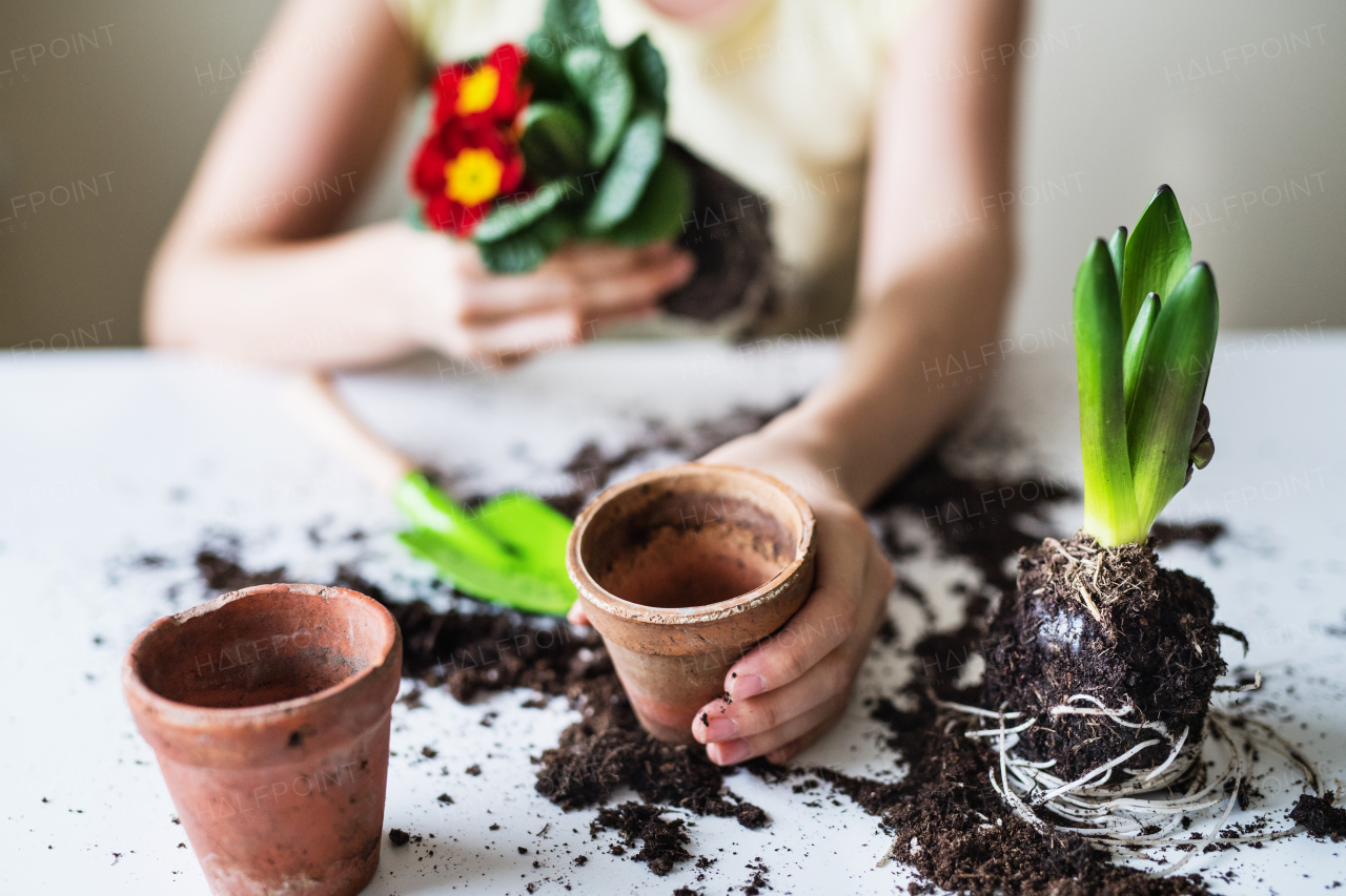 Unrecognizable young woman planting flower seedlings at home.