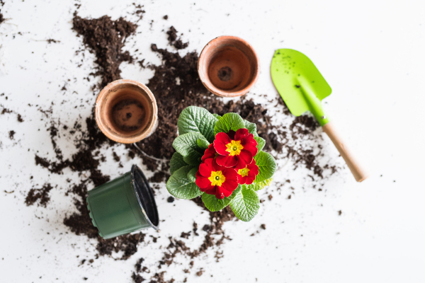 Spring and planting seedlings flat lay. Gardening composition. Top view.