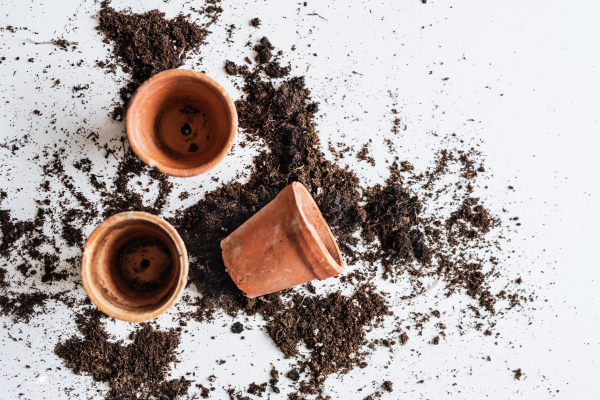 Spring and planting seedlings flat lay. Gardening composition. Top view.