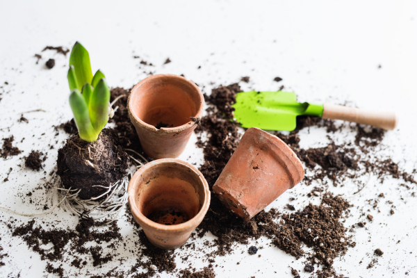 Spring and planting seedlings flat lay. Gardening composition. Top view.