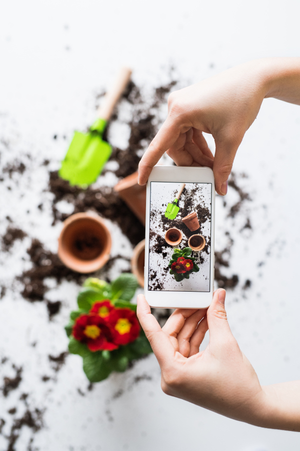 Planting flower seedlings composition. Female hands holding a smartphone. Top view.