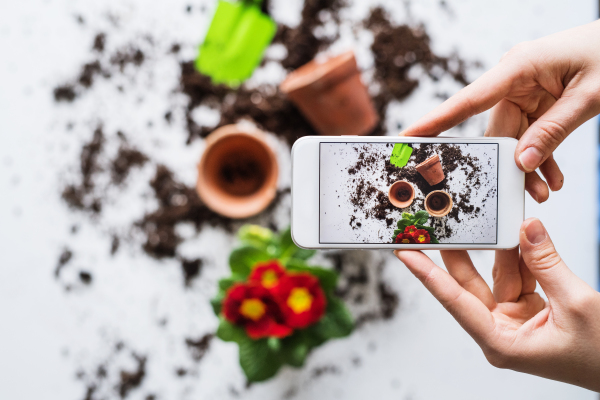 Planting flower seedlings composition. Female hands holding a smartphone. Top view.