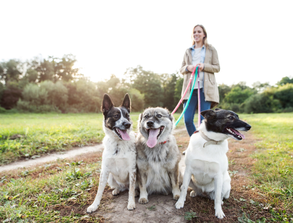 Beautiful young pregnant woman on a walk with three dogs in green sunny nature