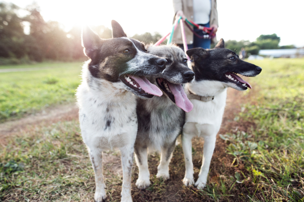 Unrecognizable young pregnant woman on a walk with three dogs in green sunny nature