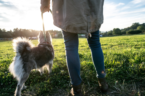 Unrecognizable young woman on a walk with a dog in green sunny nature