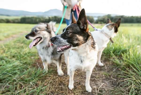 Unrecognizable young pregnant woman on a walk with three dogs in green sunny nature