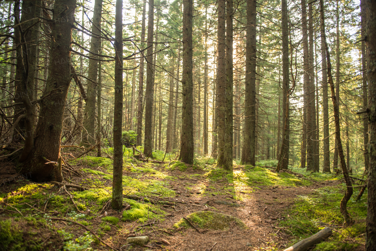 Path among the trees in summer forest. Green nature, sunny day.