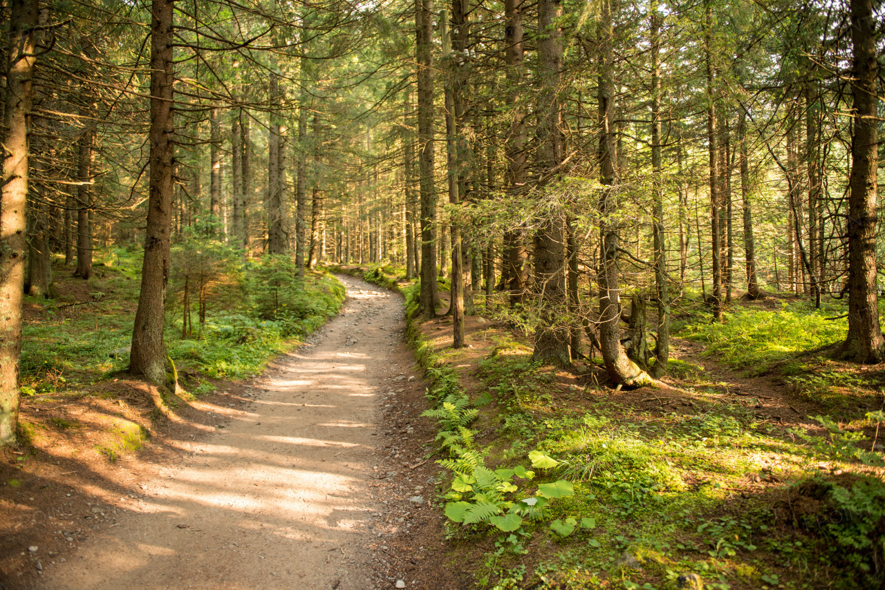 Path among the trees in summer forest. Green nature, sunny day.