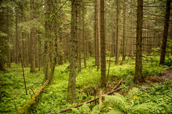 Trees in summer forest. Green nature, sunny day. National park.