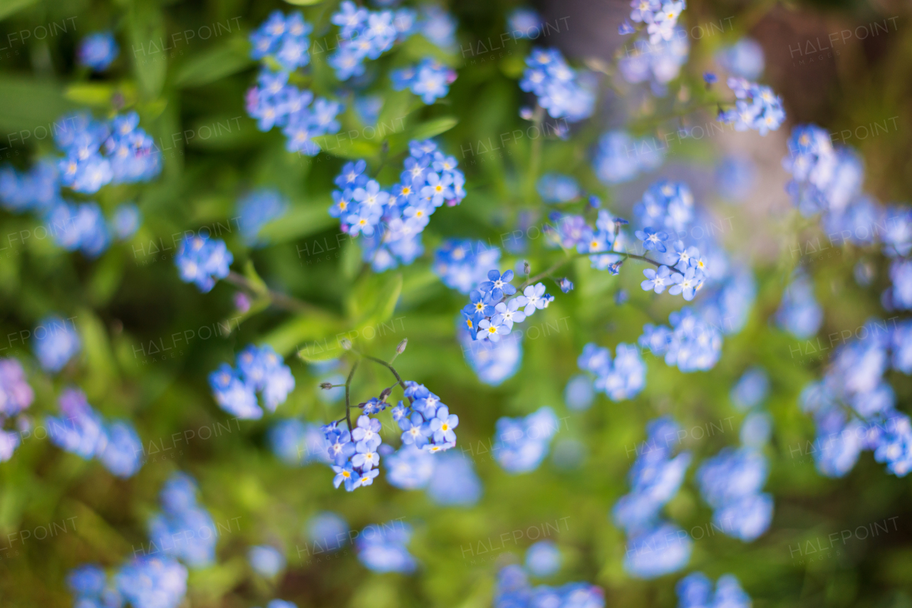 Close up of blue forget-me-not flower buds on green meadow