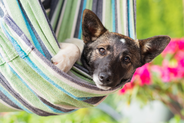 Close up of a happy dog lying in striped hammock, sunny summer