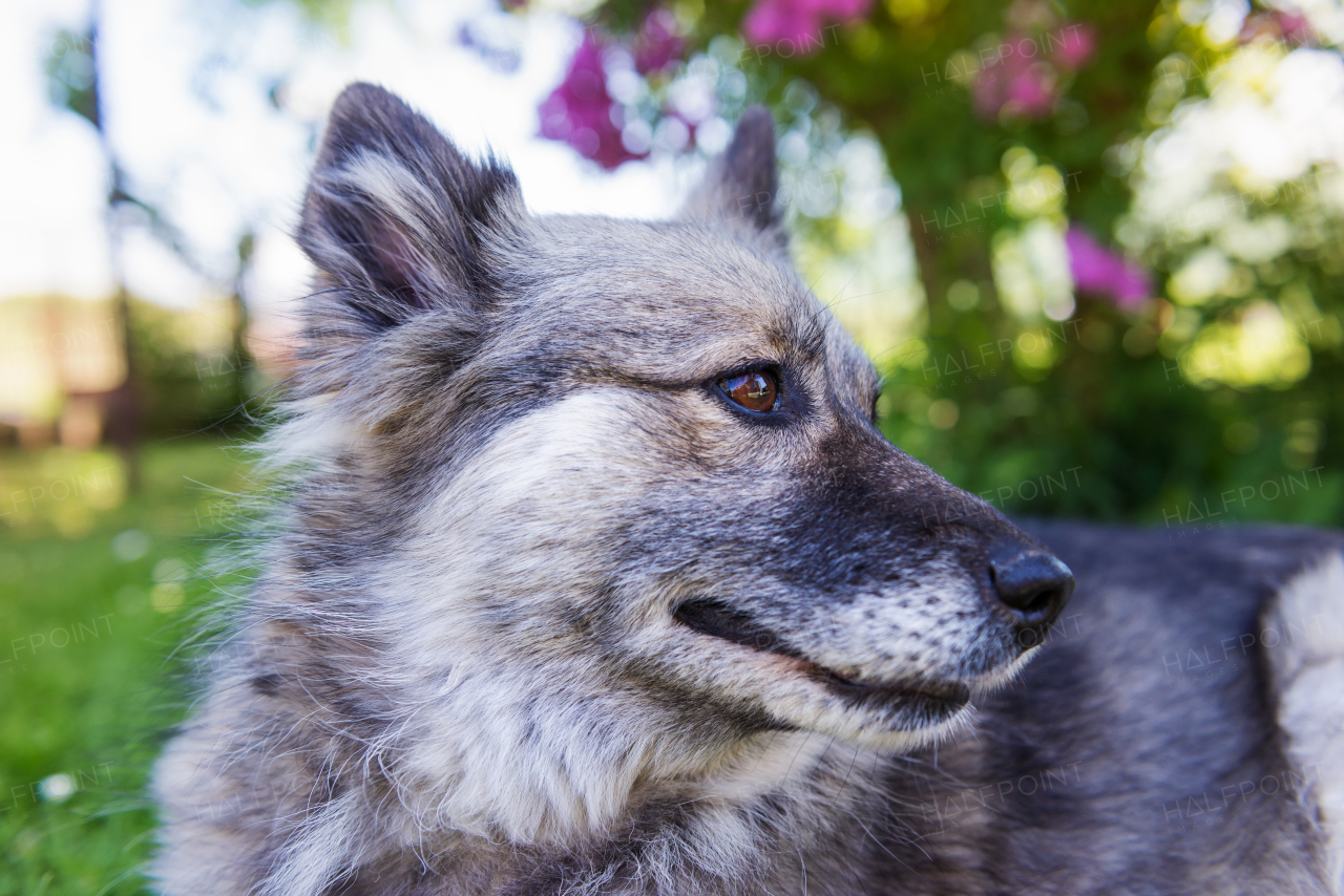 Close up of a dog in green sunny summer nature