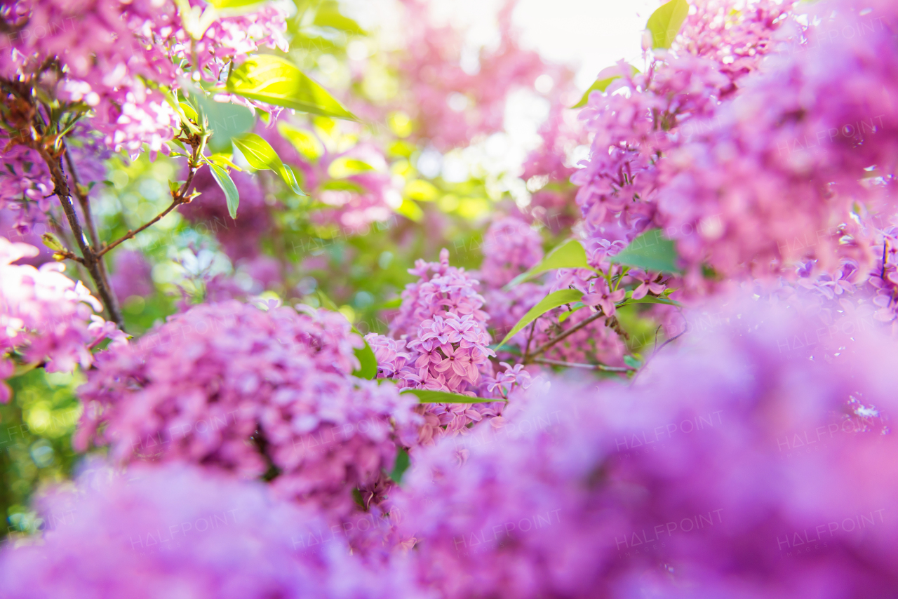 Close up of blooming tree branches with violet lilac flowers and little green leaves. Springtime.