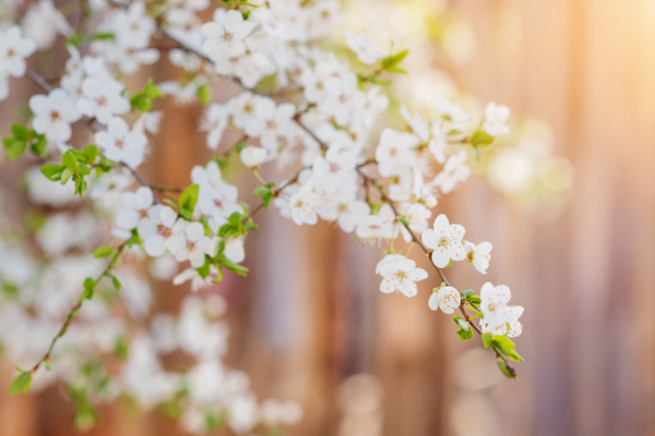 Close up of blooming tree branches with white flowers and little green leaves. Springtime. Sunny nature