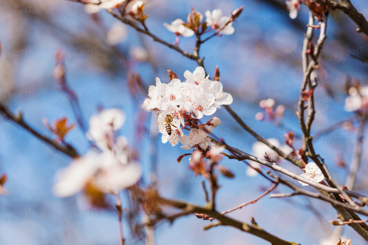 Branches of blooming tree with white flowers against blue sky. Springtime. Spring nature. Bee sucking nectar.