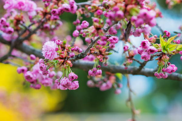 Close up of blooming tree branches with pink flowers and little green leaves. Springtime.