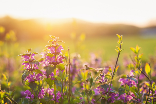 Summer meadow with with various colorful flowers. Sunny nature background. Springtime. Sunset