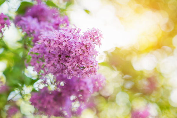 Close up of blooming tree branches with violet lilac flowers and little green leaves. Springtime.