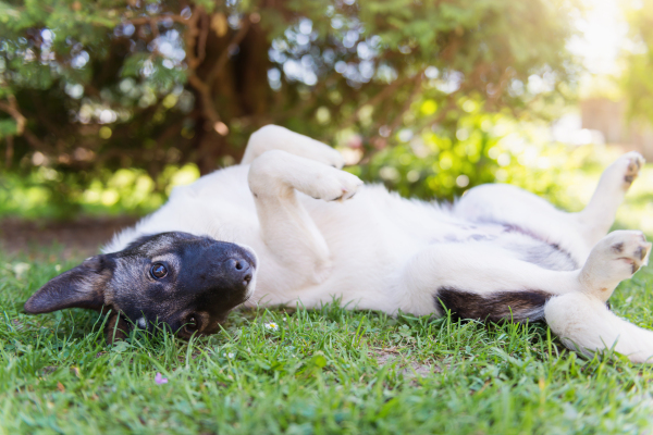 Happy dog lying on his back in grass with extending paw, sunny nature