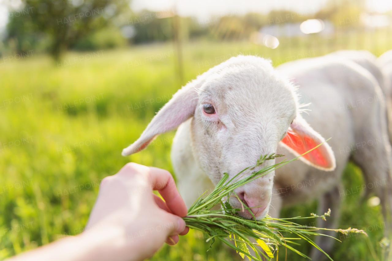 Close up of hand of man feeding sheep with grass. Green sunny meadow.