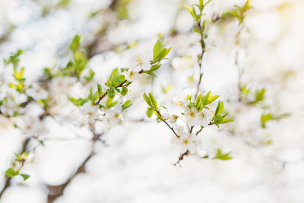 Close up of blooming tree branches with white flowers and little green leaves. Springtime.