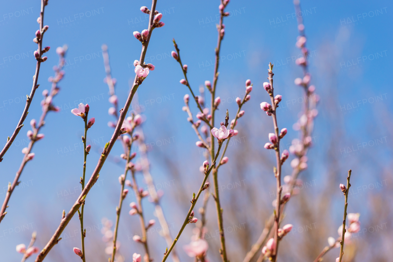 Branches of blooming tree with pink flowers against blue sky. Springtime. Spring nature.