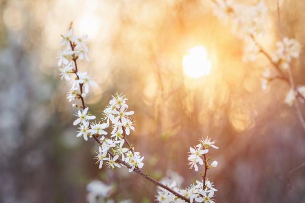 Blooming tree branches with white flowers against sun setting down. Springtime.