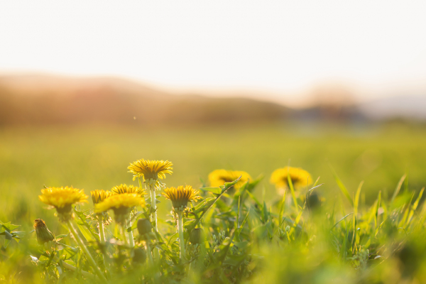 Close up of dandelions on green sunny summer meadow. Nature background.