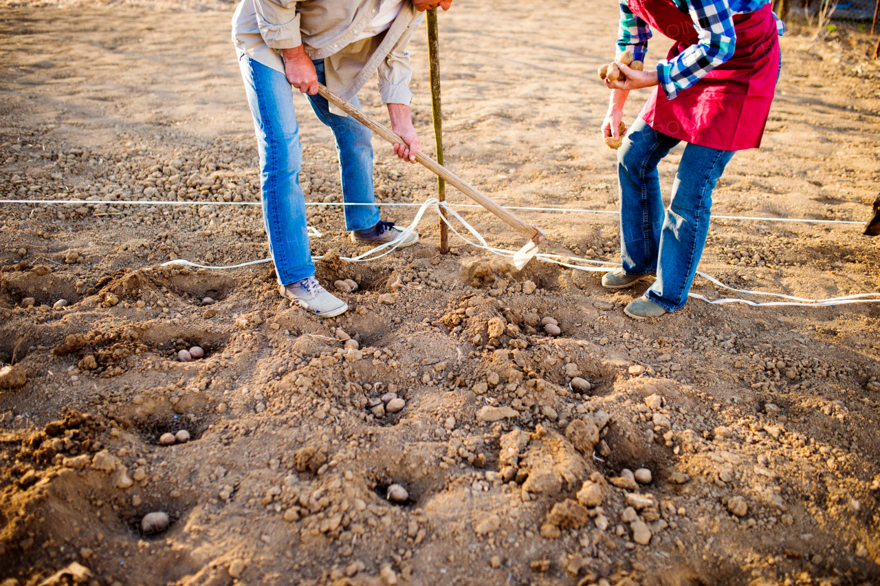 Unrecognizable senior couple planting potatoes in their back yard in a row into ground