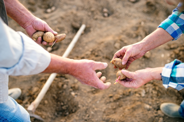 Hands of unrecognizable senior couple planting potatoes into the ground