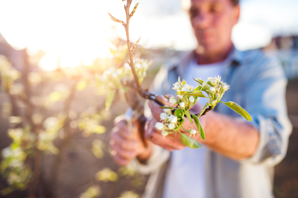 Close up of senior man pruning apple tree in his garden, sunny spring nature