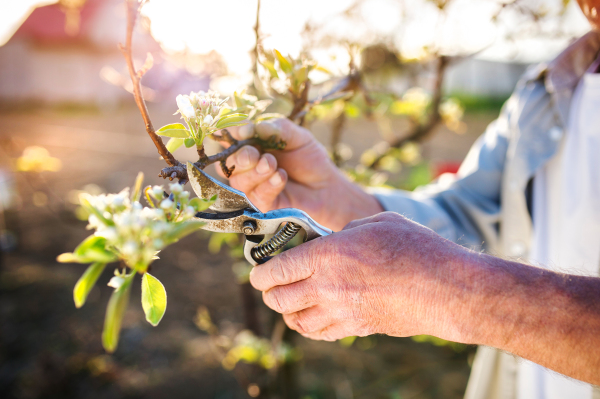 Unrecognizable senior man pruning apple tree in his garden