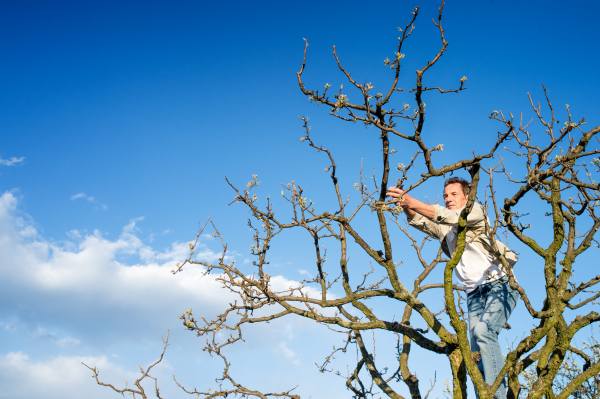 Senior man pruning branches at tree top against blue sky with clouds