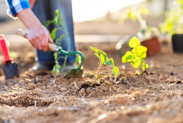 Unrecognizable senior women working outside in her garden