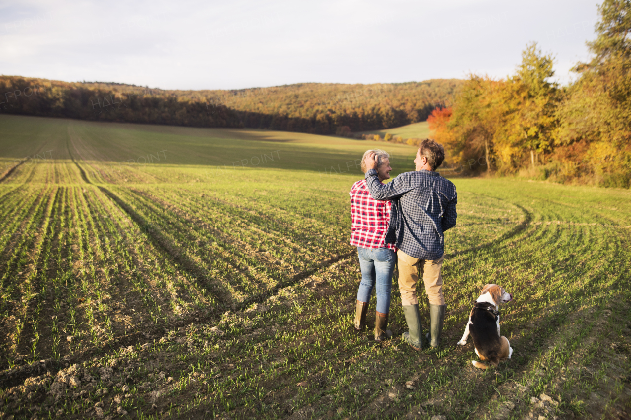 Active senior couple with dog on a walk in a beautiful autumn nature. Rear view.