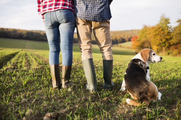 Unrecognizable active senior couple with dog on a walk in a beautiful autumn nature. Rear view.