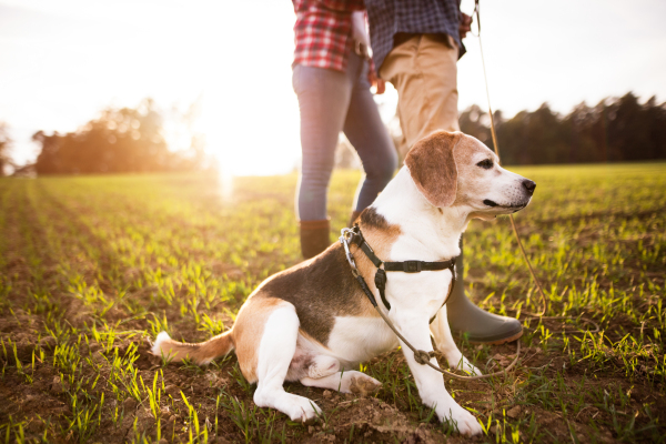 Unrecogniozable senior couple with dog on a walk in a beautiful autumn nature.