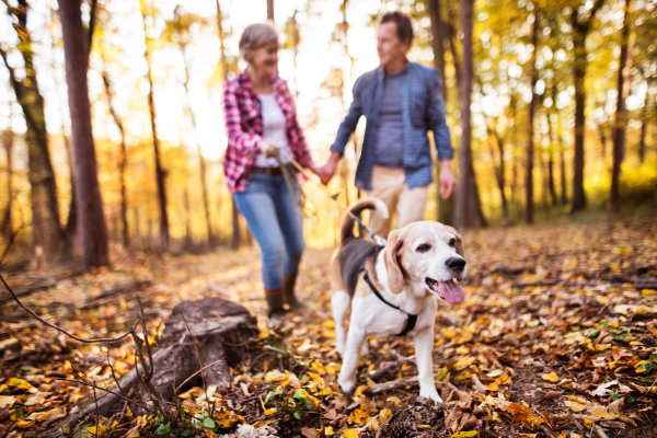 Active senior couple with dog on a walk in a beautiful autumn forest.