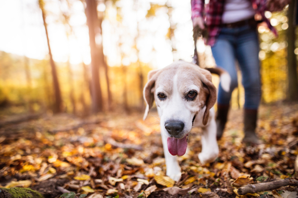 Unrecognizable active senior woman with dog on a walk in a beautiful autumn forest.