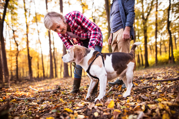 Active senior couple with dog on a walk in a beautiful autumn forest.