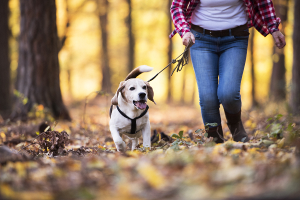 Unrecognizable active senior woman with dog on a walk in a beautiful autumn forest.