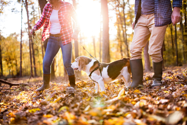 Unreccognizable senior couple with dog on a walk in a beautiful autumn forest.