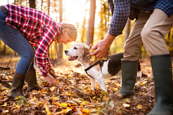 Active senior couple with dog on a walk in a beautiful autumn forest.