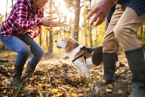 Unrecognizable active senior couple with a dog on a walk in a beautiful autumn forest, having fun.